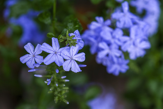 蓝雪花