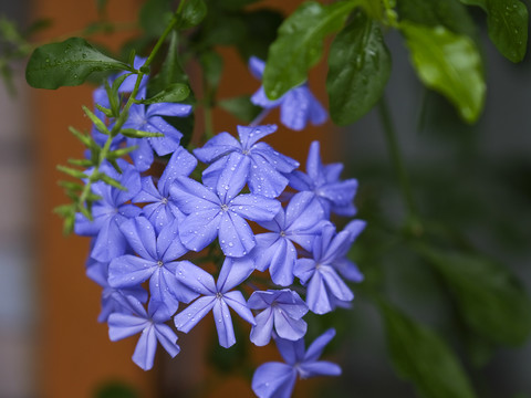 蓝雪花