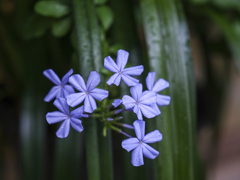 蓝雪花