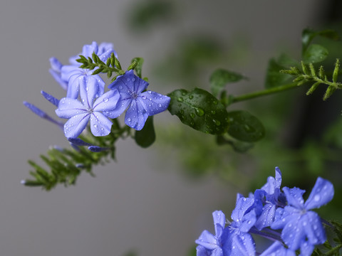 蓝雪花