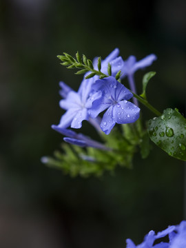 蓝雪花