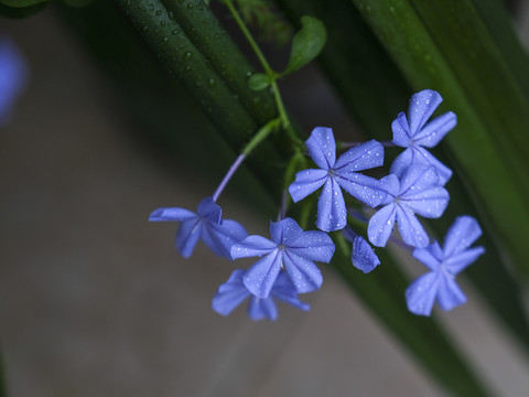 蓝雪花