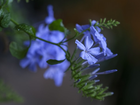 蓝雪花