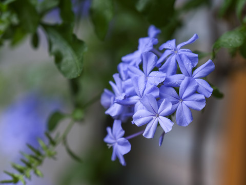 蓝雪花