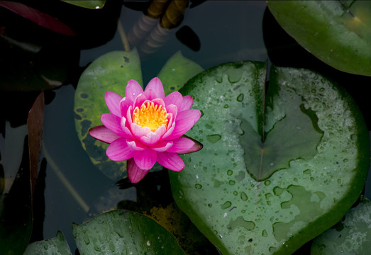 雨后莲花