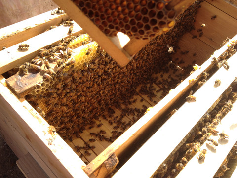 蜂箱蜂坯