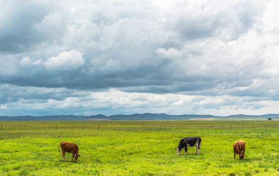 内蒙古西乌珠穆沁旗草原风景