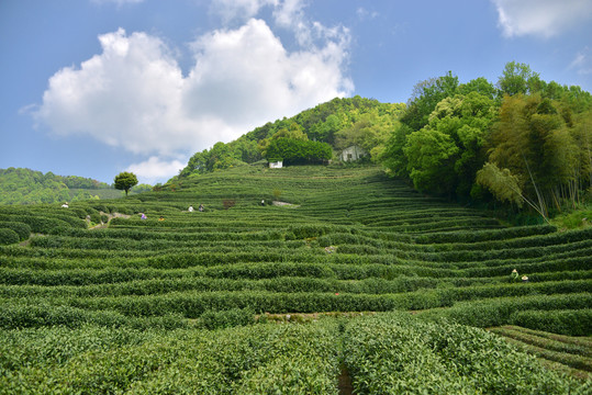 西湖龙井茶山