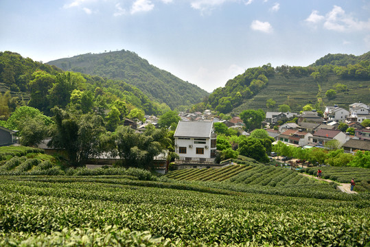 龙井村