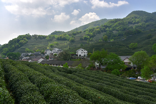 杭州龙井村