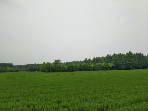 绿野森林田园远景