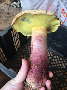 云南野生菌