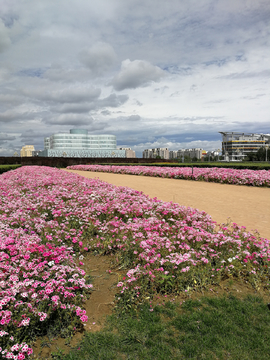 卾尔多斯市容