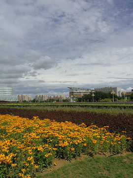 卾尔多斯市容