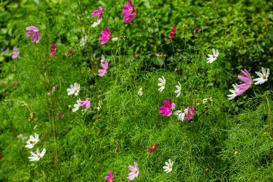 格桑花