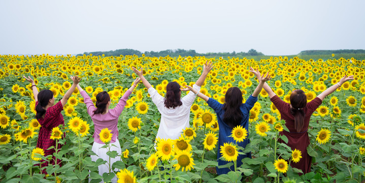 葵花地里的女人