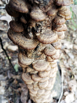 枯树根上长菇子