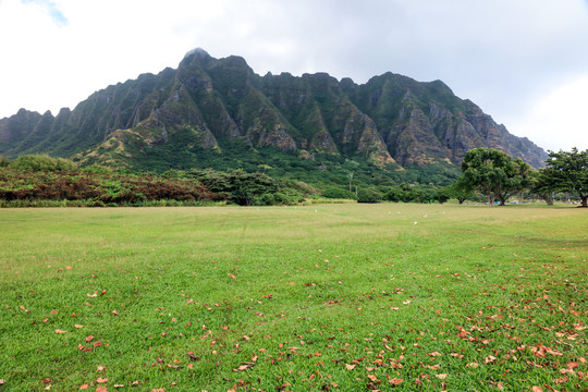 青青绿草地