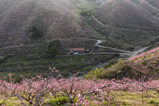 春暖花开