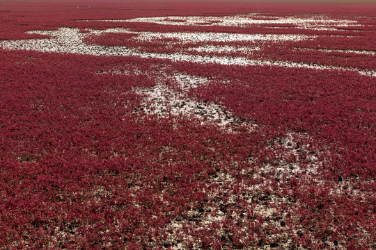 碱蓬草红海滩