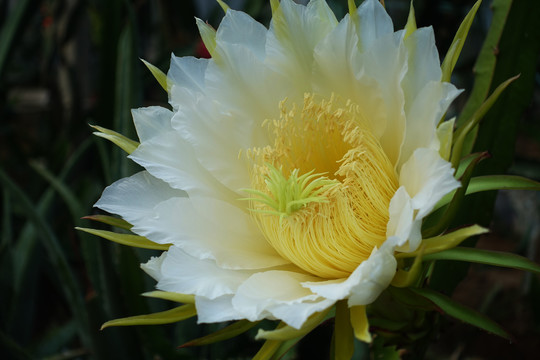 火龙果花