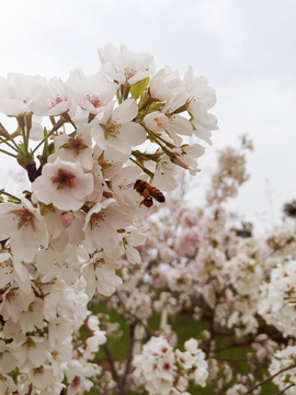 蜜蜂采花蜜抓拍