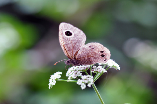 蝶恋花