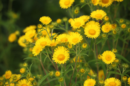 山菊花