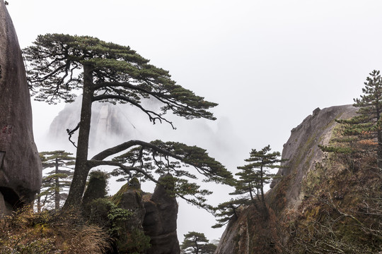 黄山迎客松