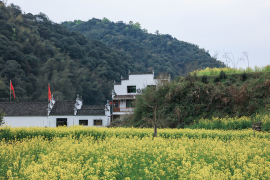 油菜花和徽派建筑