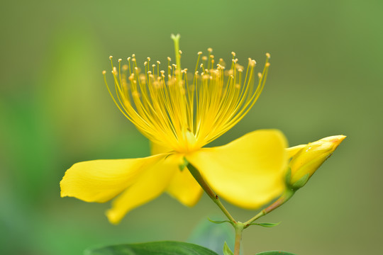 玫瑰花