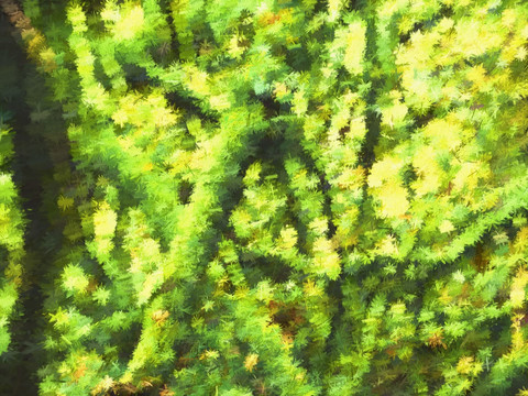 挂画