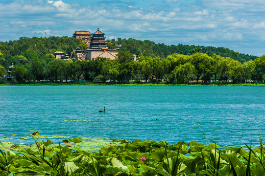 北京颐和园夏日湿地风光