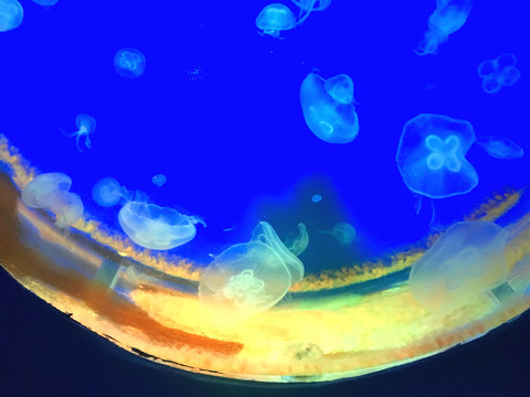 水母