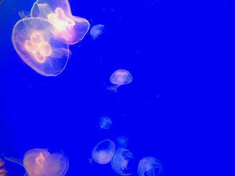水母
