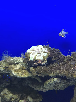 海洋霸王花