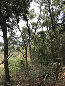 树林