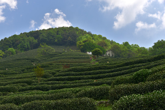 西湖龙井茶场