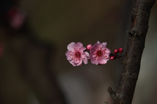 美人梅