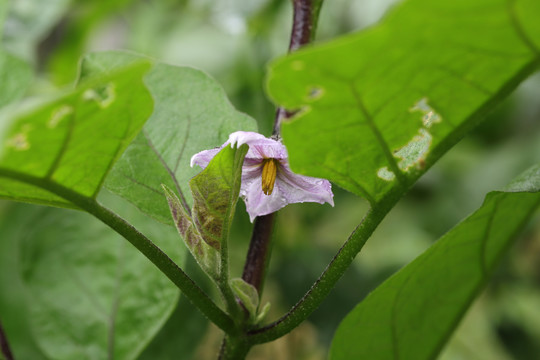 茄子花