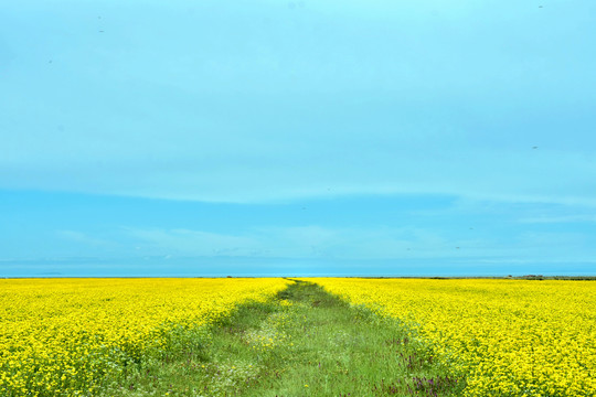 油菜花