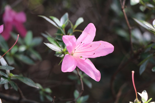 杜鹃花色