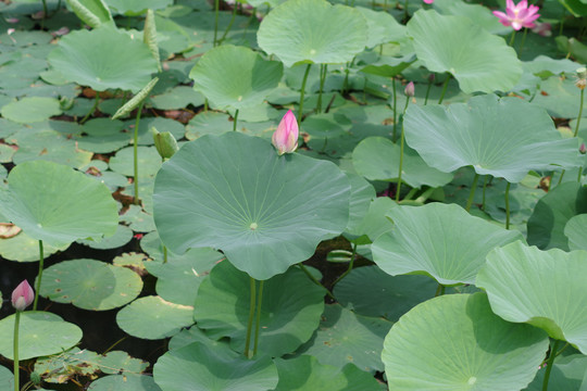 荷花