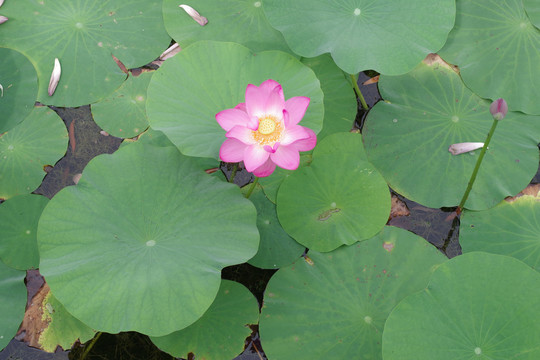 荷花