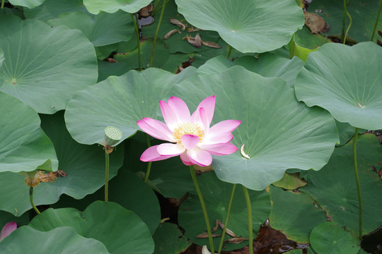 荷花