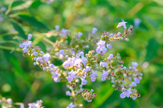 蜜源植物