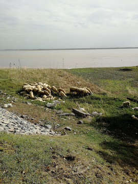 河滩牧羊