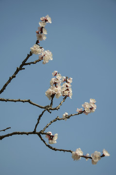 杏花吐蕊一色春
