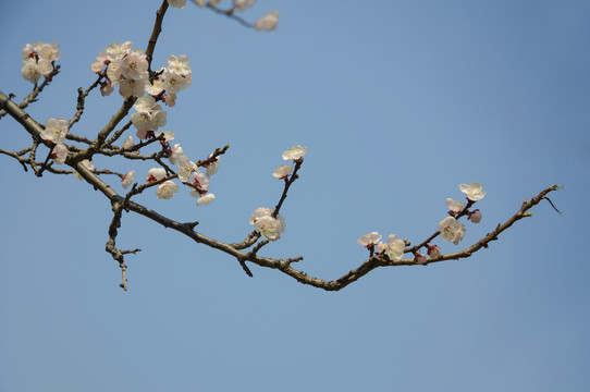 杏花吐蕊一色春