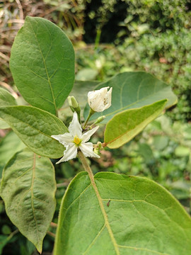 水茄